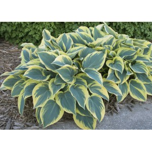 Хоста Hosta First Frost